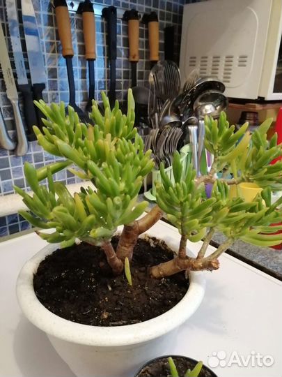 Крассула, толстянка хоббит и минор, Хумата, алоэ