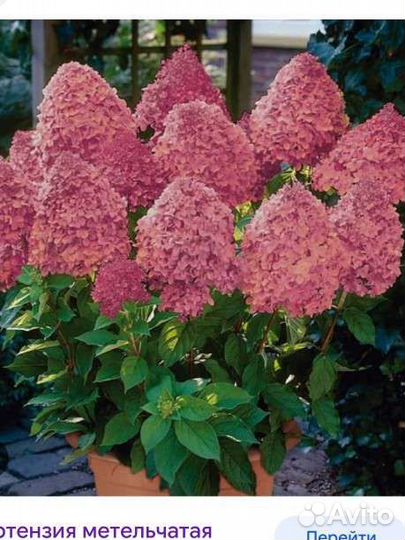Гортензии большой выбор