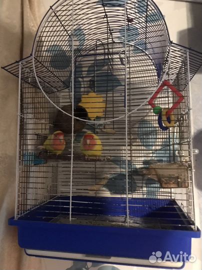 Попугаи Неразлучники с клеткой