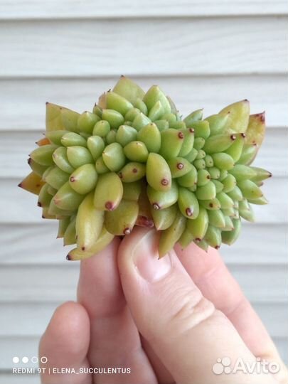 Суккуленты из Кореи