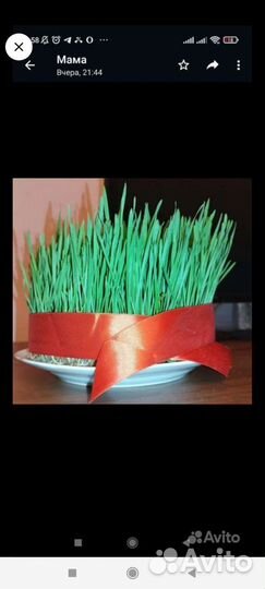 Продаю семени к Новруз байрам