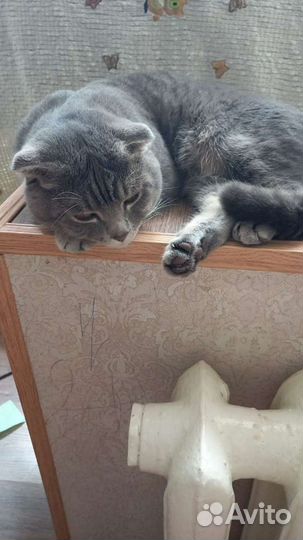 Кот вязка
