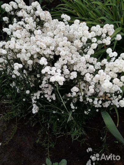 Тысячалистник