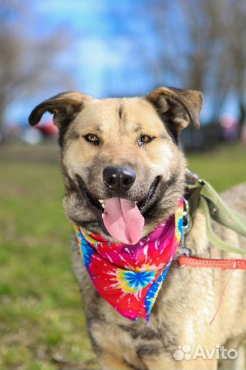 Собака в добрые руки отдам бесплатно