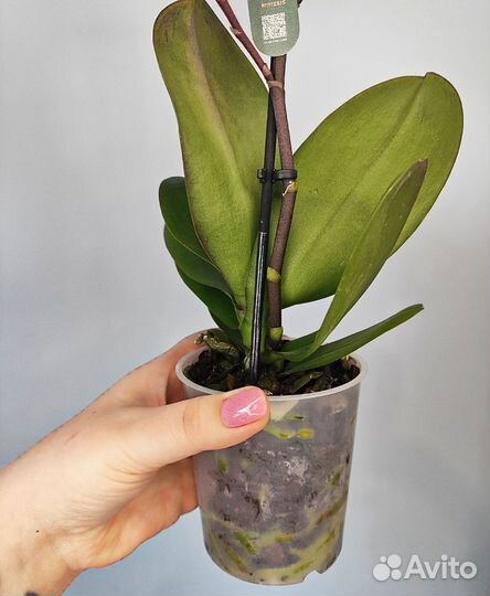 Орхидея фаленопсис Laura d9 1 цветонос