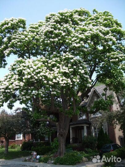 Семена Катальпы