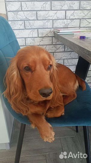 Вязка Английский Кокер Спаниель