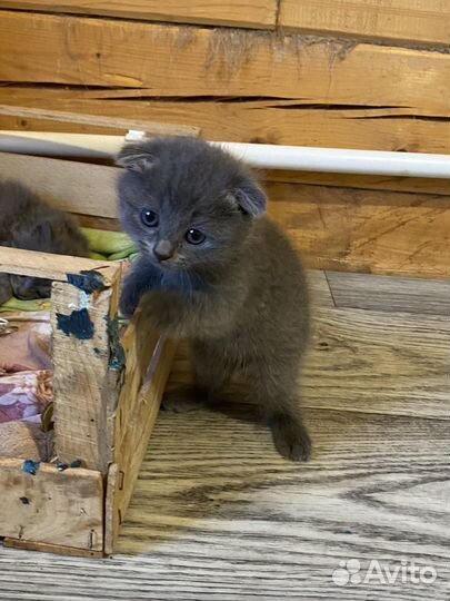 Шотландские вислоухие котята