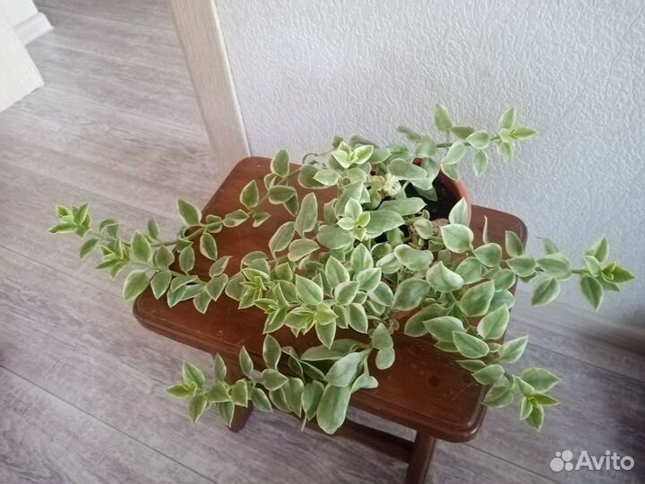 Комнатные растения