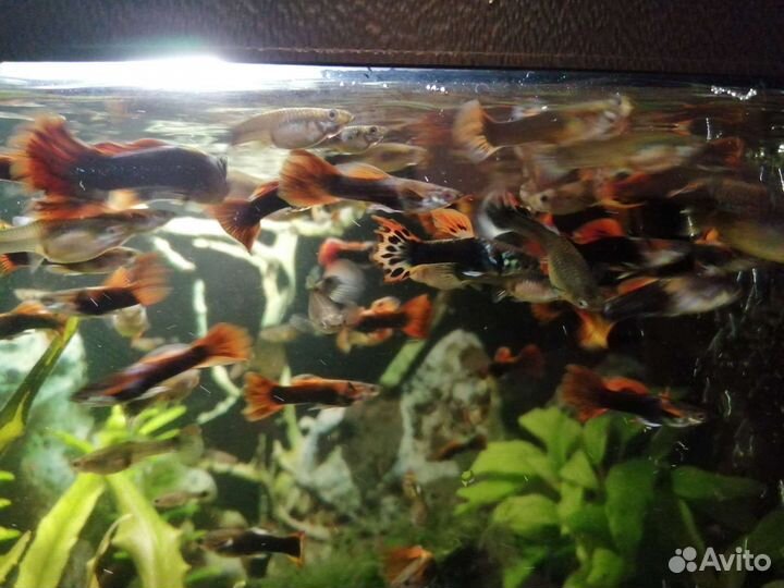 Аквариумные рыбки гуппи