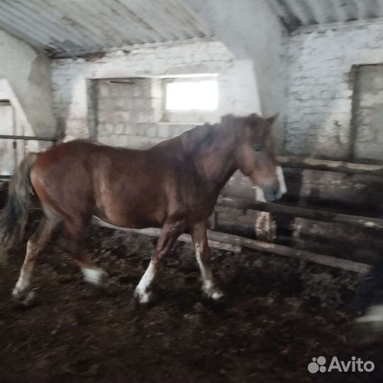 Жеребцы полутяжи