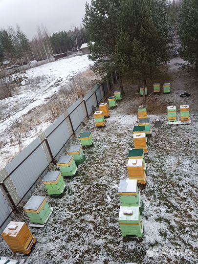 Пчелопакеты и пчелосемьи карника