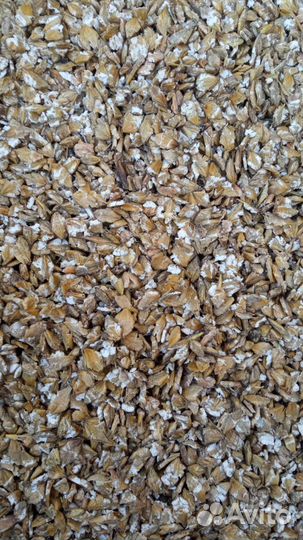 Зерно плющенное