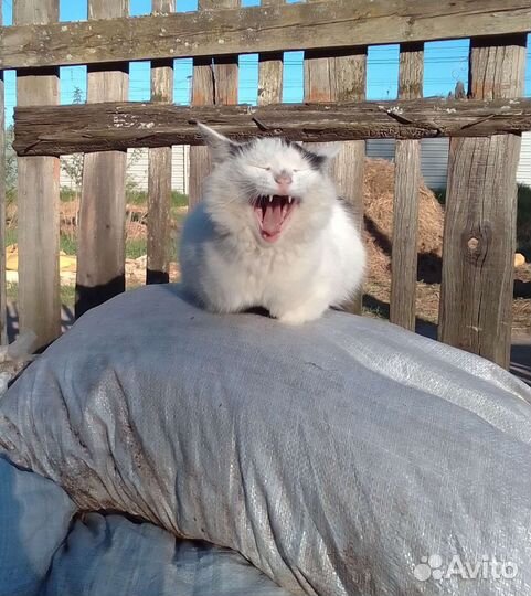 Конский навоз