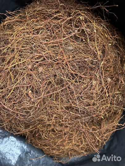 Маточный корень малины Вайолет