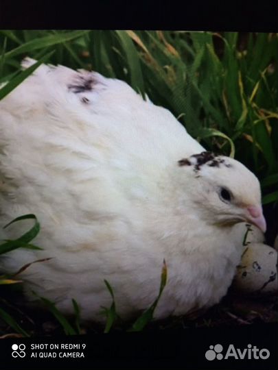 Молодки перепелки уже занеслись