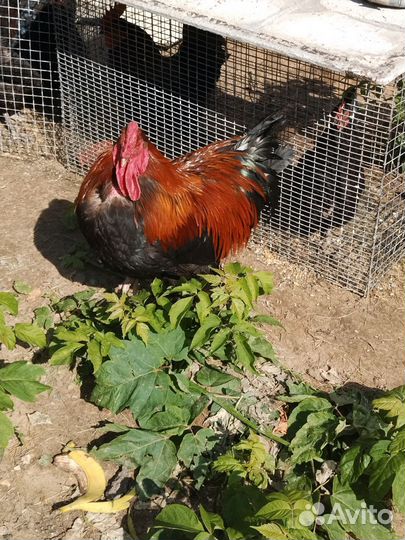 Петух маран