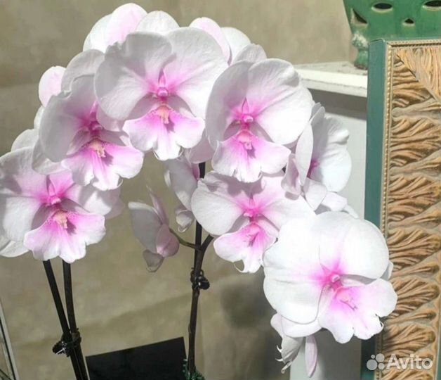 Орхидея Phal. Биг лип