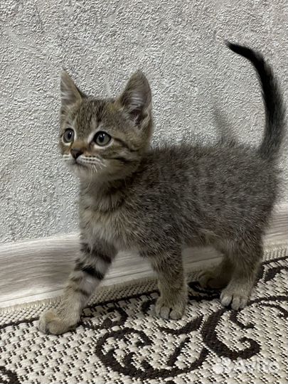 Котёнок мальчик