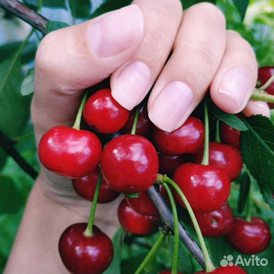 Маникюр,педикюр