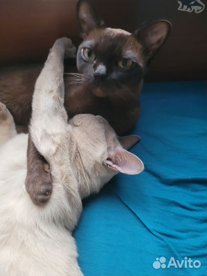 Котята европейской бурмы