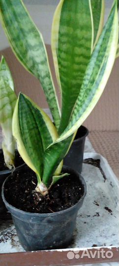 Сансевиерия