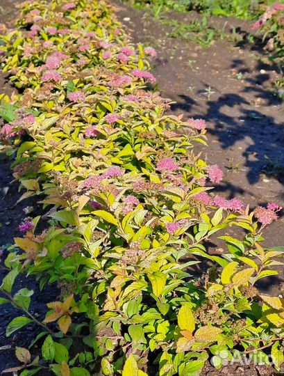 Саженцы декоративных кустарников