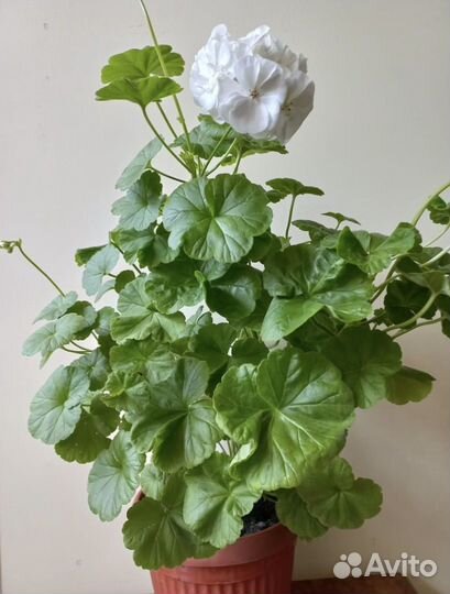 Пеларгония герань