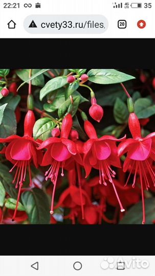 Фуксия сортовая