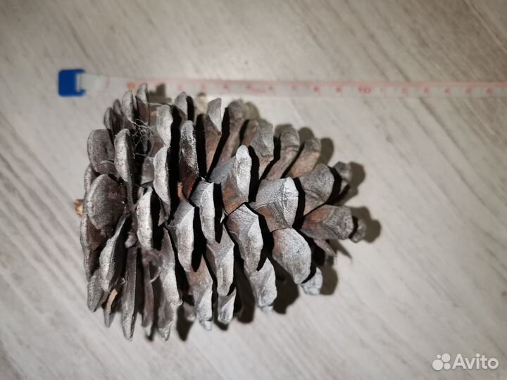 Семена аллепской сосны