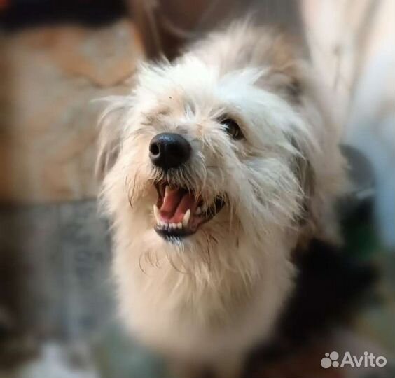 Мелкая собачка в добрые руки