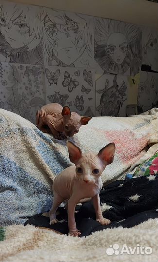 Канадский сфинкс