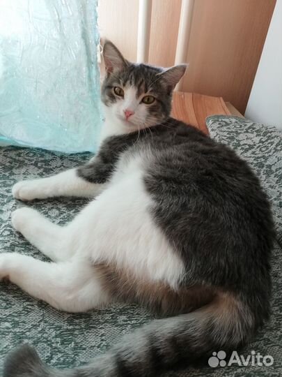 Кошечка