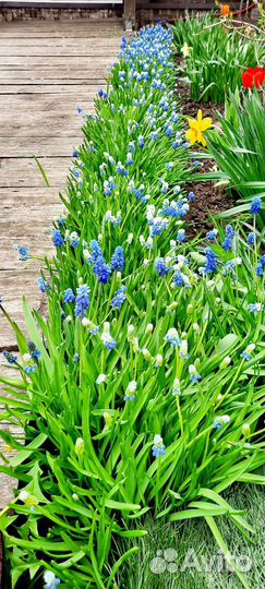 Многолетние цветы луковицы Мускари