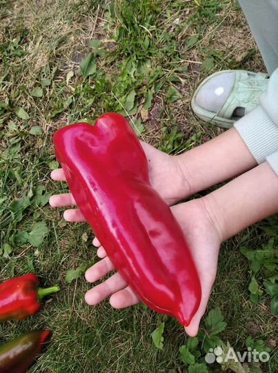 Семена сладкого Перца Бабушкина Реликвия