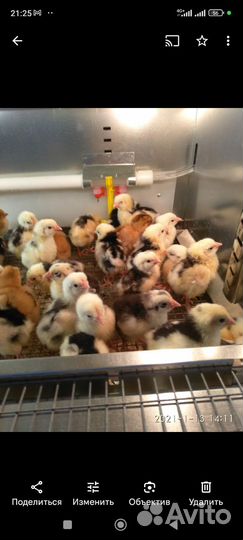 Цыплята Кучинские юбилейные и Пушкинские