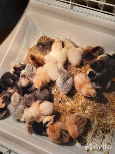 Цыплята Китайской Шелковой Малазийская Сирама