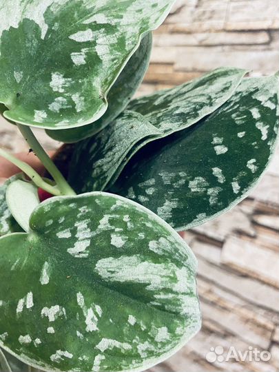 Сциндапсусы и эпипремнумы