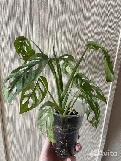 Монстера Манки