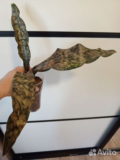 Сансевьерии 1