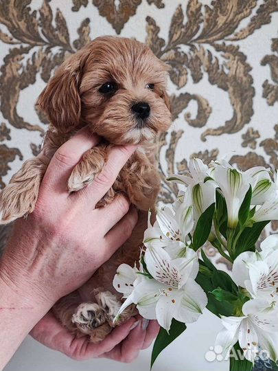 Maltipoo мальтипу