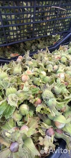 Инжир свежий, Кизил, лесной орех