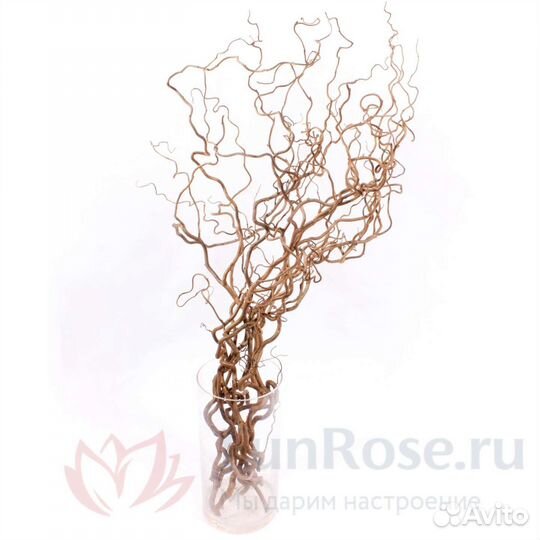 Ветви ред лещины для творчества