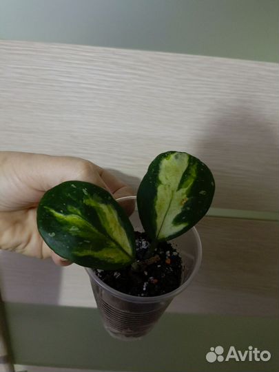 Хойя обовата вариегата сплеш