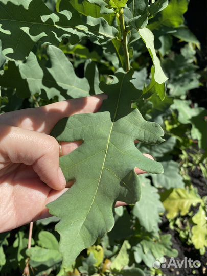 Саженцы дуб