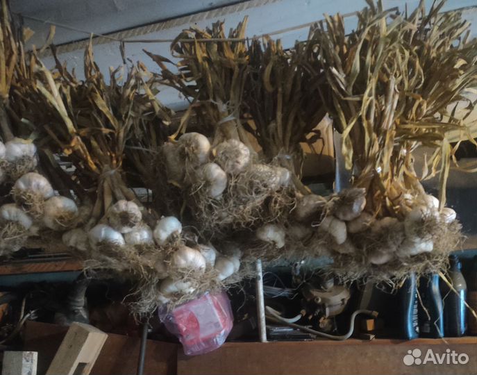 Семена чеснока