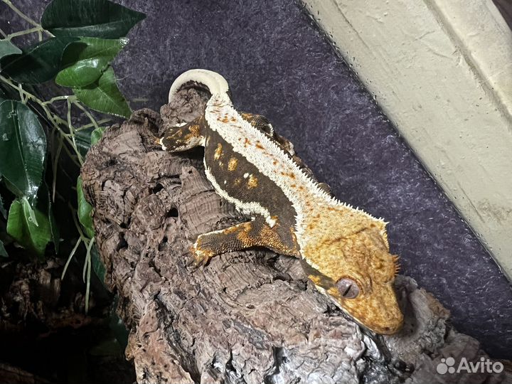 Самки Реснитчатый Бананоед