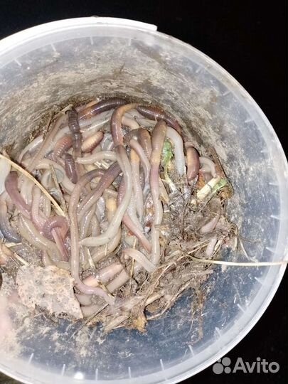 Черви выползки