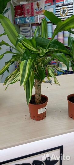 Юкка, драцена, антуриум