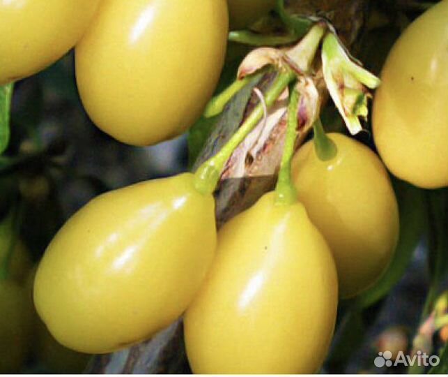 Кизил Алеша и Пионер